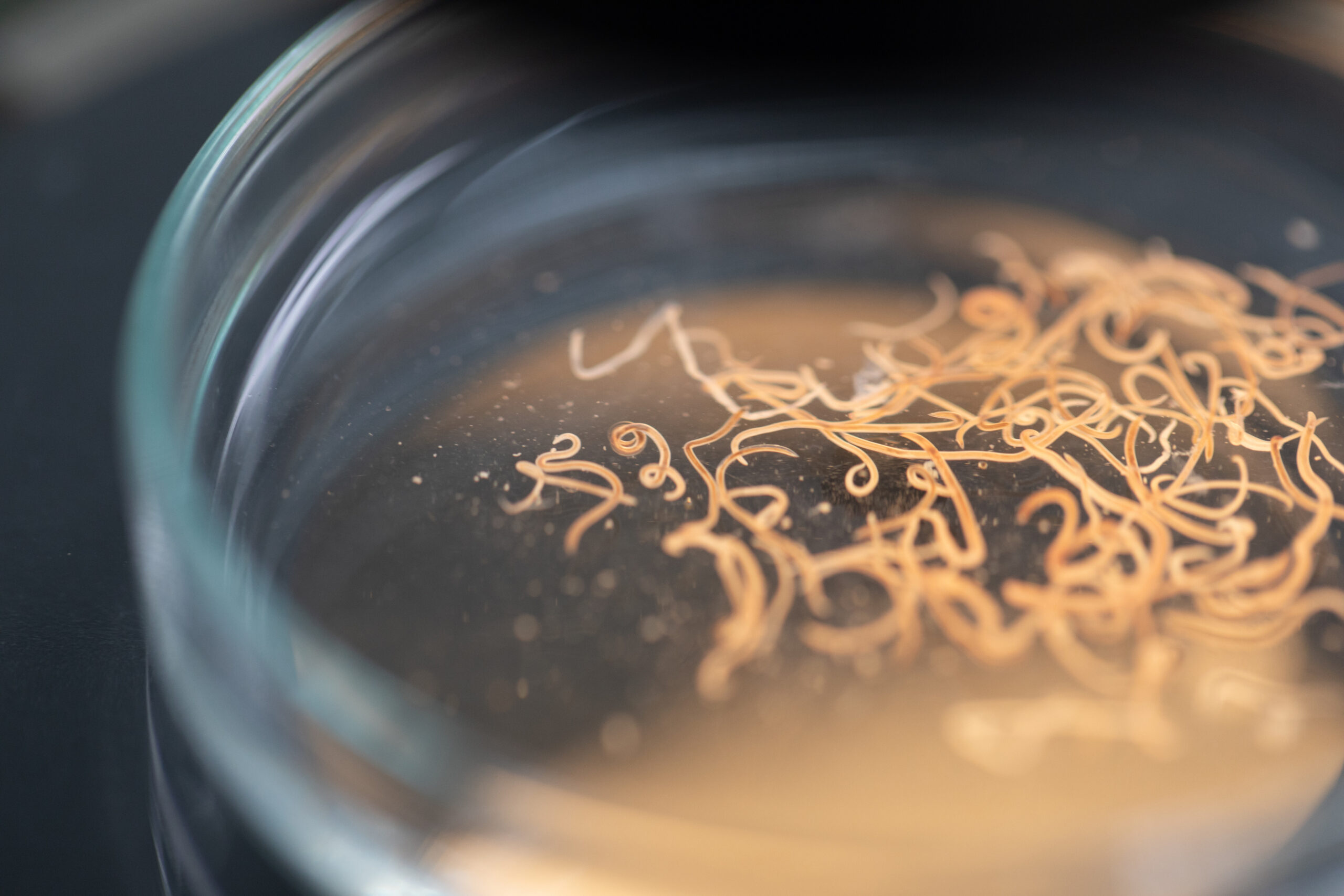 Parasitic Ascaris roundworms in a petri dish.